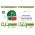 W06 Quanxin big size seedless hybrid watermelon seeds planting